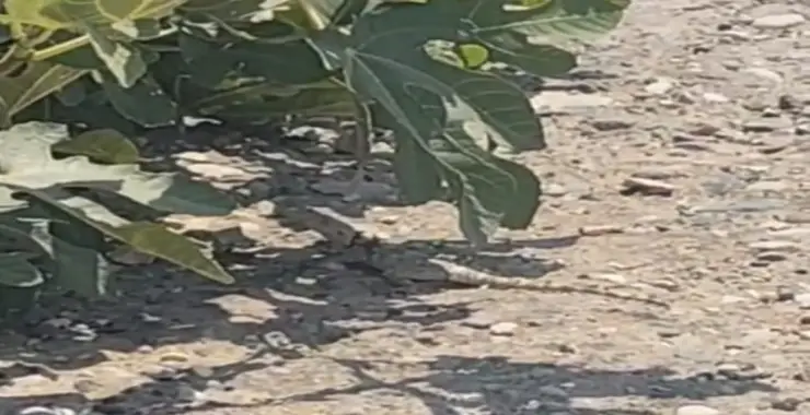 URFA’DA DEV ÇÖL VARANI