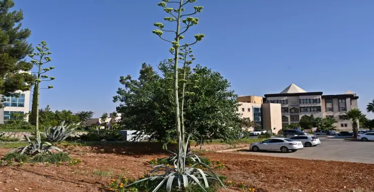 Sabır Çiçeği Harran Üniversitesi’nde Açtı   