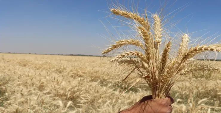 BÜYÜKŞEHİR BELEDİYESİ, 270 DEKARLIK ARAZİDE BUĞDAY HASADINA BAŞLADI