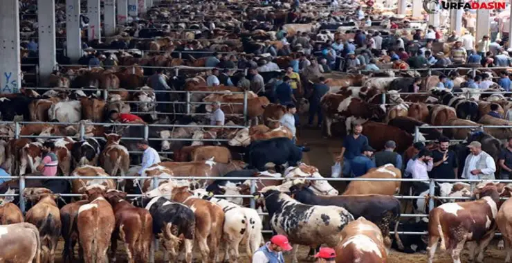 81 ile acil kodlu yazı: Tüm hayvan pazarları kapatıldı