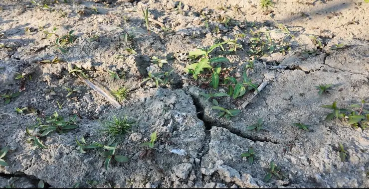 Sapanca Gölü Alarm Veriyor: Sular 100 Metre Çekildi