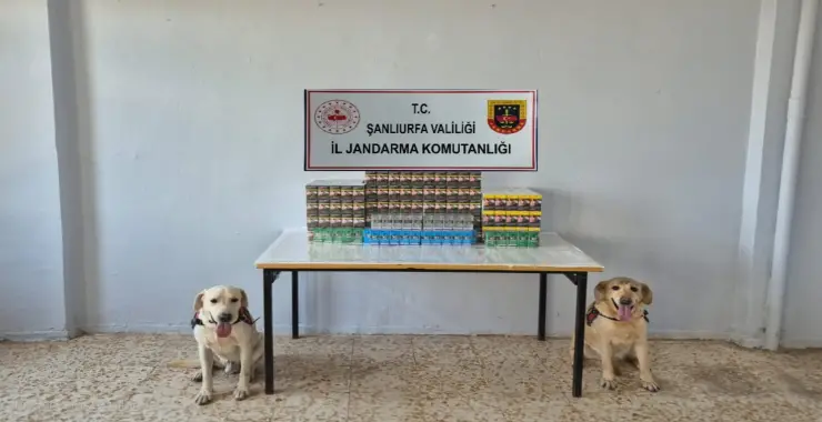 HASSAS BURUNLU ARAMA’DA KAÇAK SİGARA ELE GEÇİRİLDİ