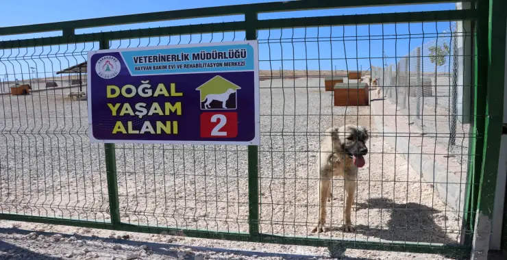 SOKAK HAYVANLARI İÇİN BAKIMEVİ VE DOĞAL YAŞAM ALANI