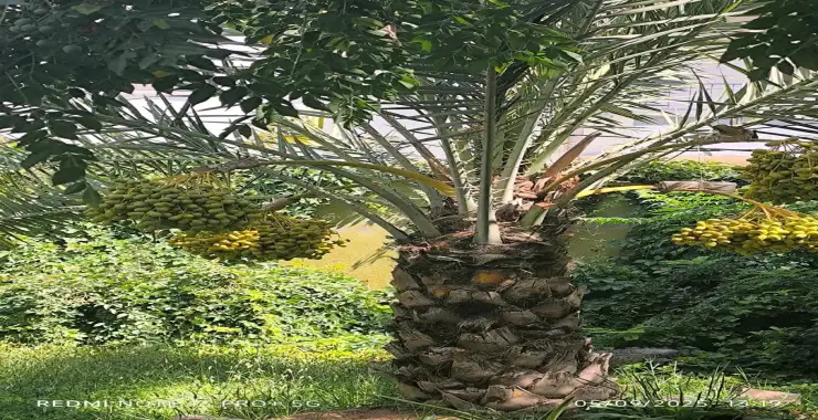 Akçakale’de Hurma Ağacı İlk Meyvelerini Verdi