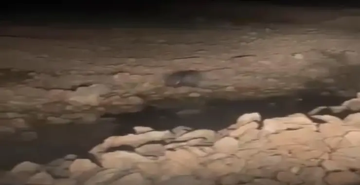 Viranşehir’de Nesli Tükenmekte Olan Oklu Kirpi Görüldü