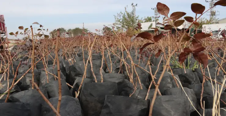 BÜYÜKŞEHİR’DEN ÇİFTÇİLERE 35 BİN FISTIK FİDANI DESTEĞİ