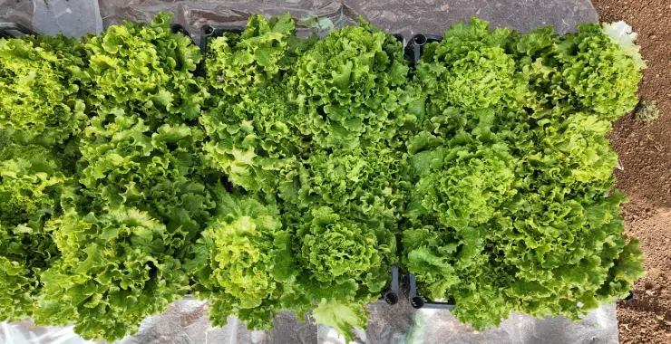 KIŞLIK SEBZE HASADI BAŞLADI