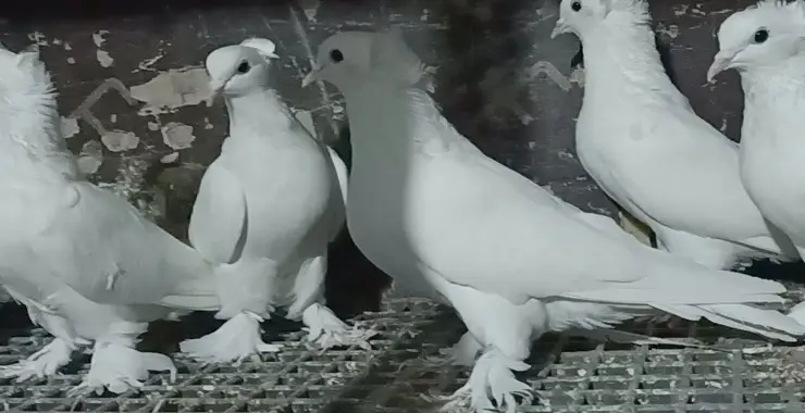 Güvercin satarak vergi kaçırıyorlar