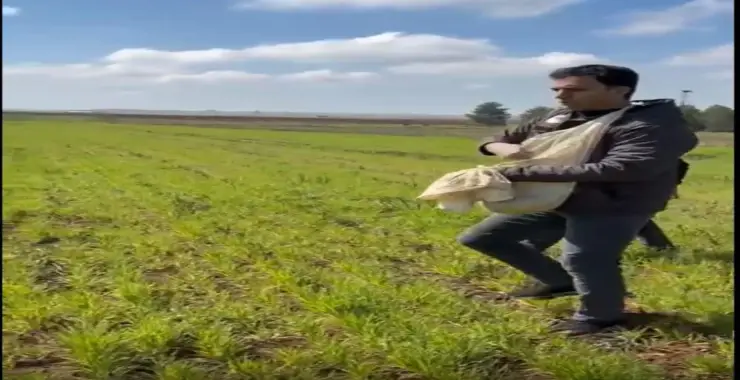 Yağışlar Tarlayı Vurdu, Çiftçi Eski Yönteme Döndü