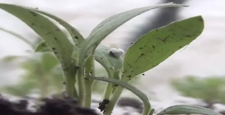 ÇİFTÇİLERE ÜCRETSİZ İSOT FİDESİ