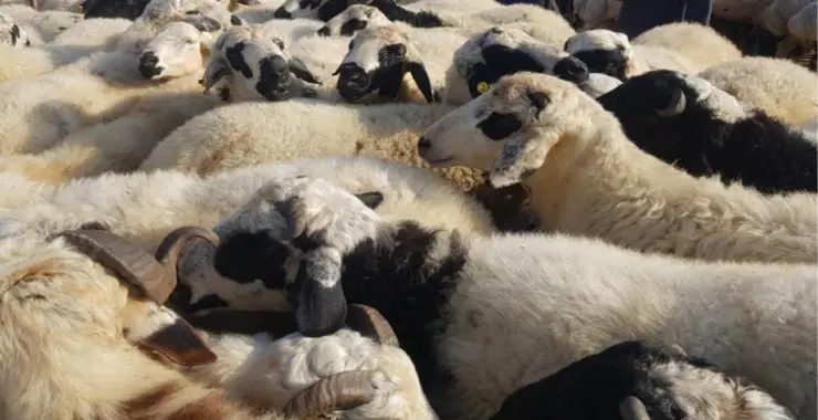 Diyanet İşleri Bakanlığı, 2026 yılı için vekaletle kurban kesim bedellerini açıkladı