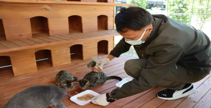 SOKAK KEDİLERİ İÇİN ÖRNEK PROJE