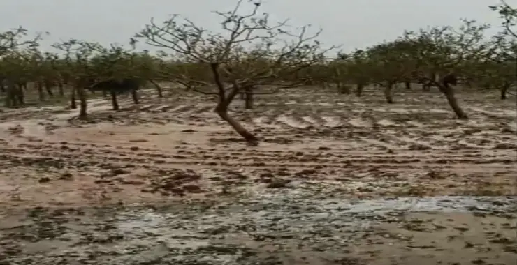 Şanlıurfa’da Yağışlar Tarıma Can Suyu Oldu, Dolu ve Fırtına Zarar Verdi
