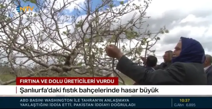 ŞANLIURFA’DA DOLU VE FIRTINA FISTIK BAHÇELERİNİ VURDU